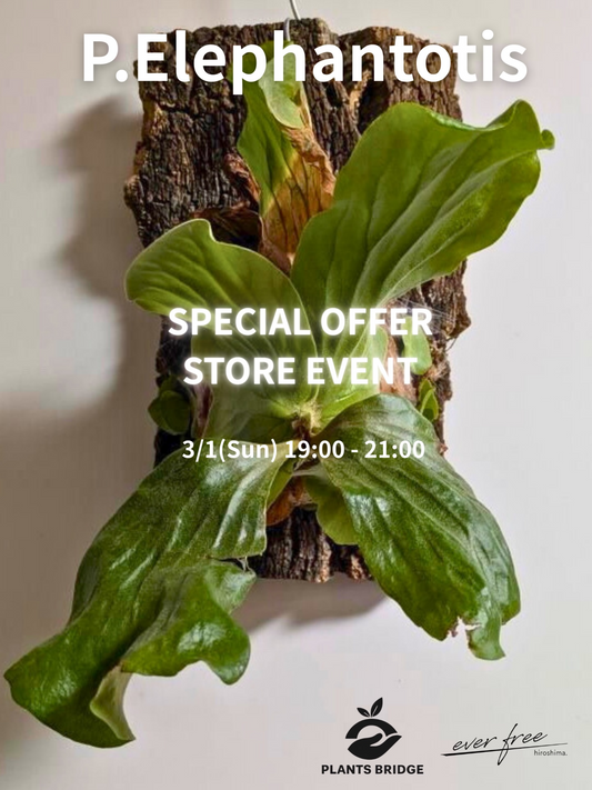 ever freeがP.Elephantotis SPECIAL OFFER STORE EVENTを開催、ビカクシダ原種の子株即売会