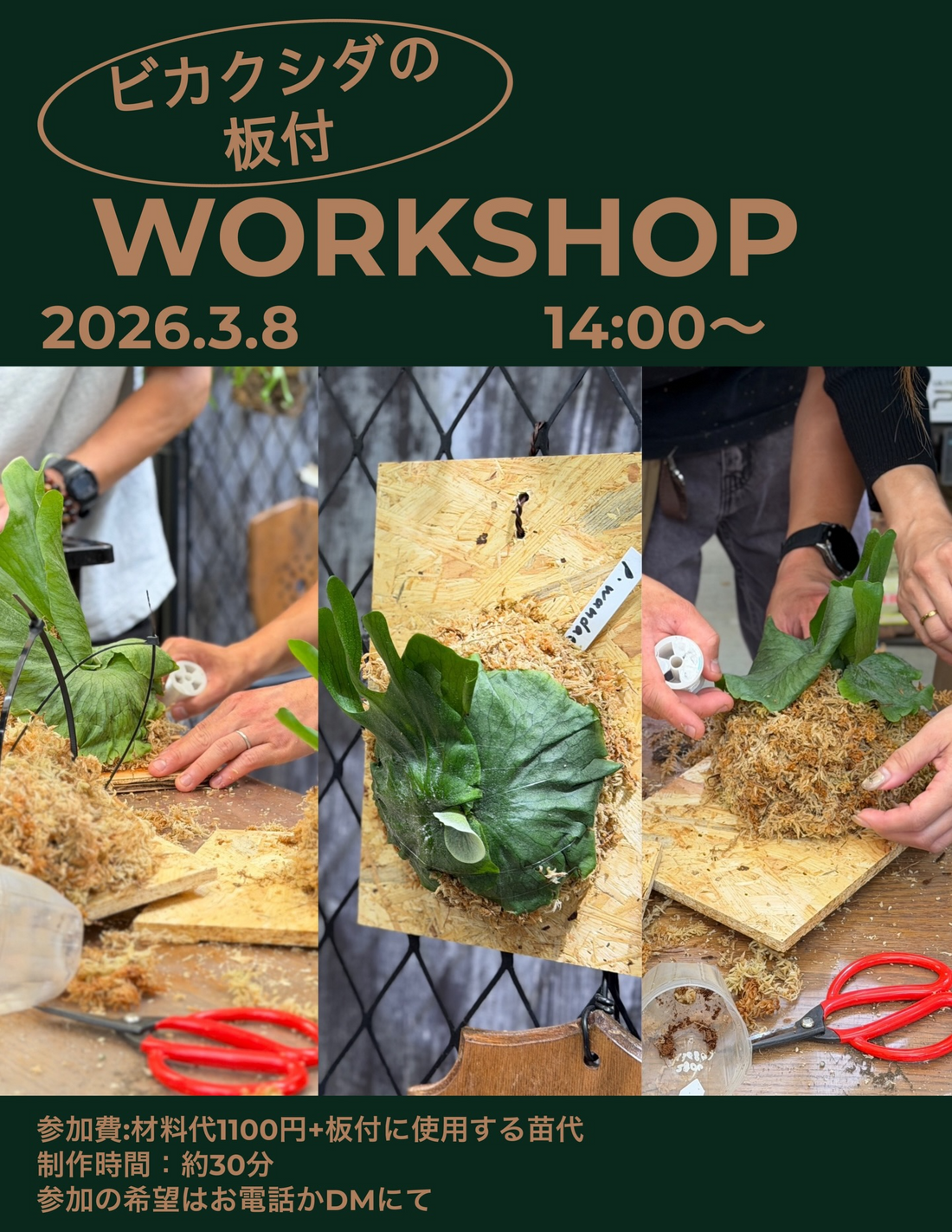 ゆくはし植物園がビカクシダの板付workshop2026を開催、福岡県行橋市で観葉植物制作体験イベント