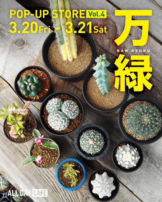 万緑POPUPSTOREVOL.42026がALLDAYCAFEで開催、サボテン多肉植物盆栽水石の販売イベント