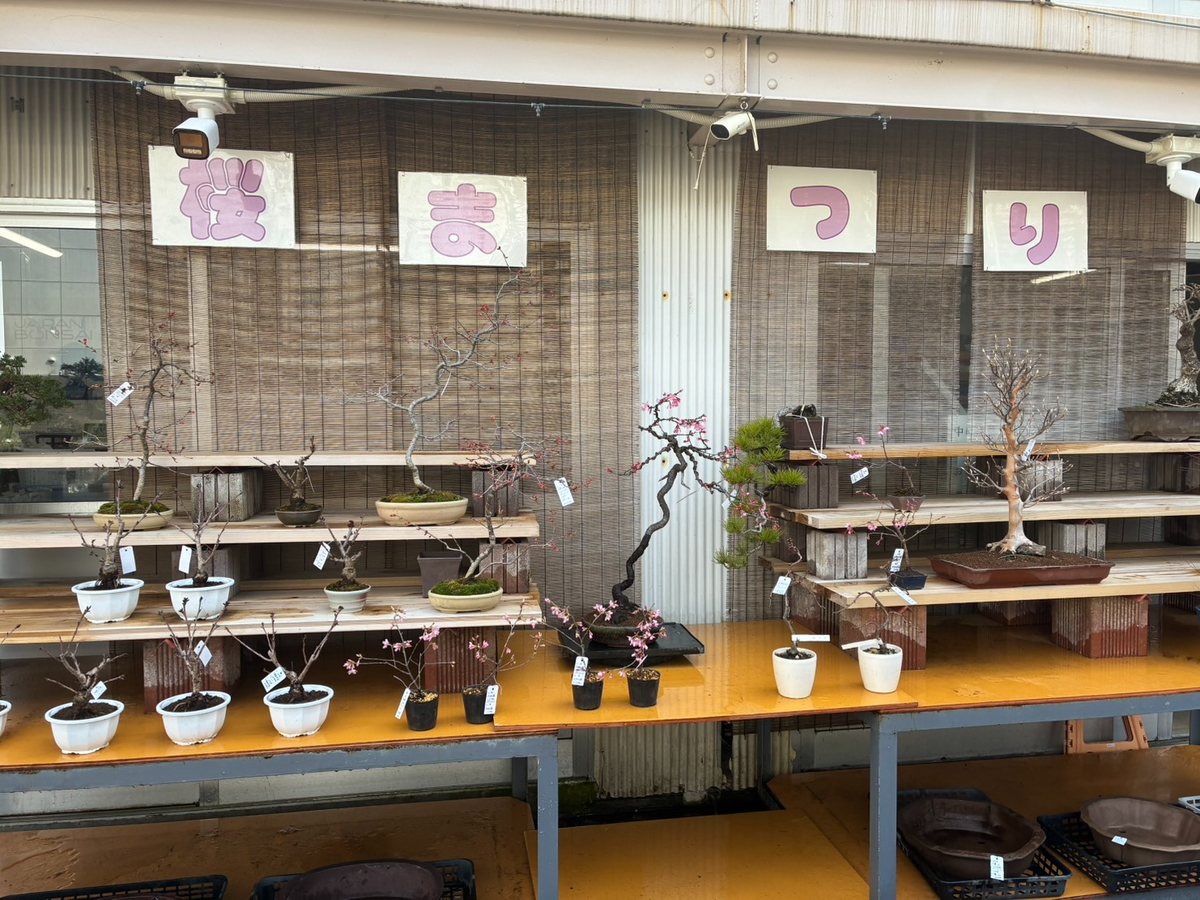2026春の山草フェアーが開催、上野グリーンクラブ常設売店で早春の山