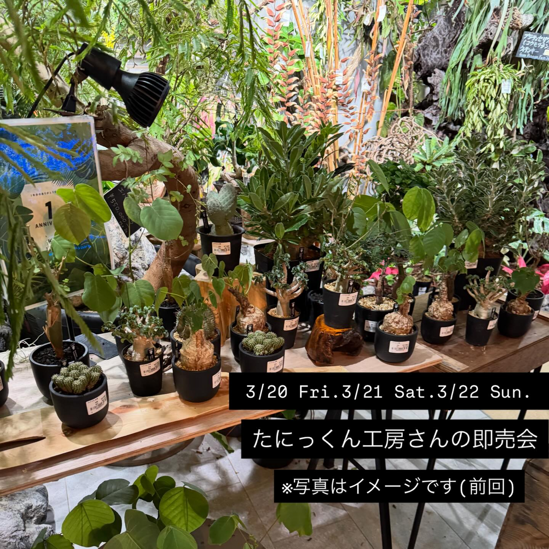 グラングリーン大阪が1周年記念ハオルチアワークショップ2026を開催、たにっくん工房の多肉植物体験企画