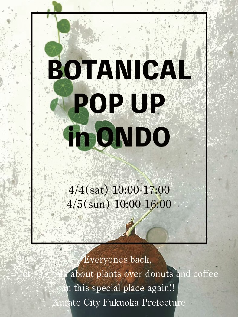 ONDOでBOTANICAL POP UP in ONDO2026を開催、アガベと塊根植物の展示販売イベント