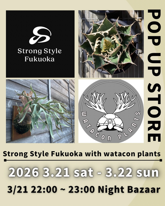 Strong Style FukuokaがStrong Style Fukuoka with Watacon2026を開催、鹿児島でアガベと塊根植物のPOPUPイベント
