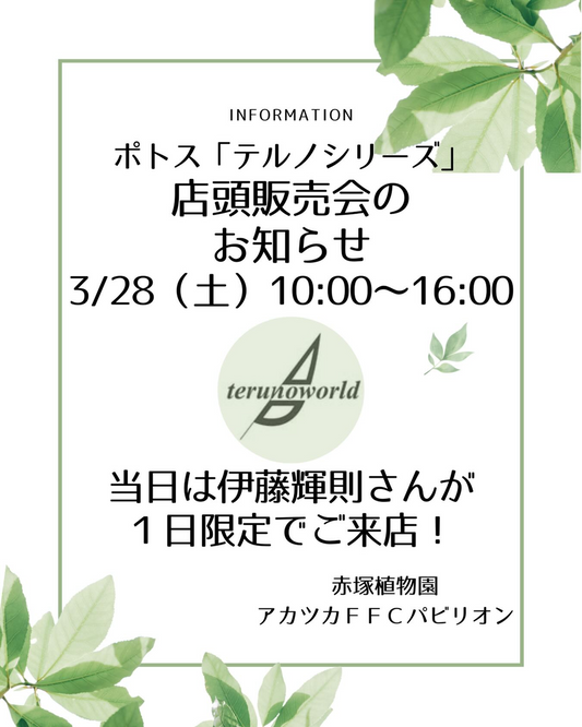 アカツカFFCパビリオンがポトステルノシリーズ店頭販売会2026を開催、育種者伊藤輝則氏来店で限定ポトス販売