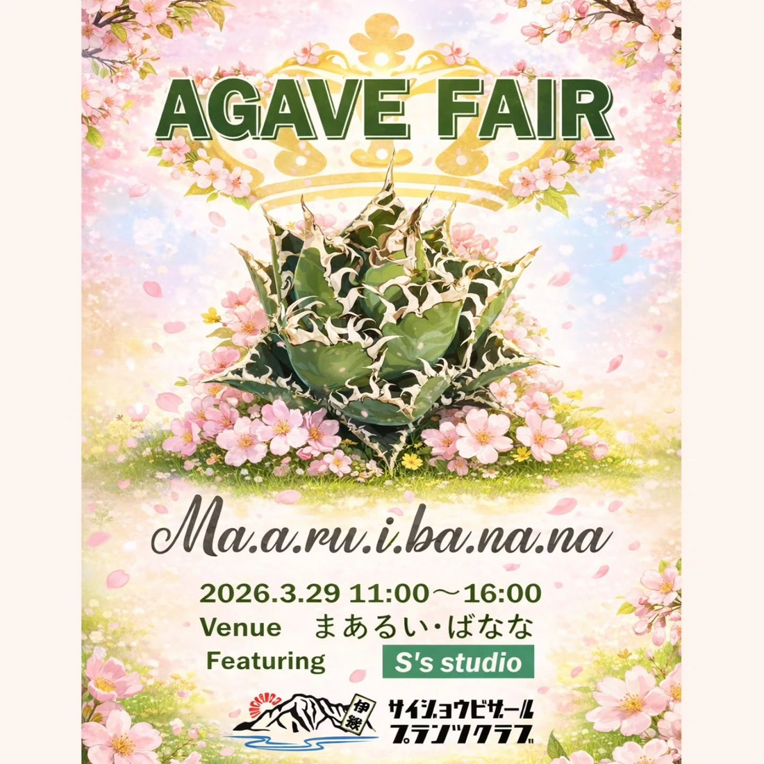 まあるいばなながアガベフェア2026を開催、愛媛西条でssstudioのオテロイ実生株を販売