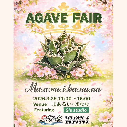 まあるいばなながアガベフェア2026を開催、愛媛西条でssstudioのオテロイ実生株を販売