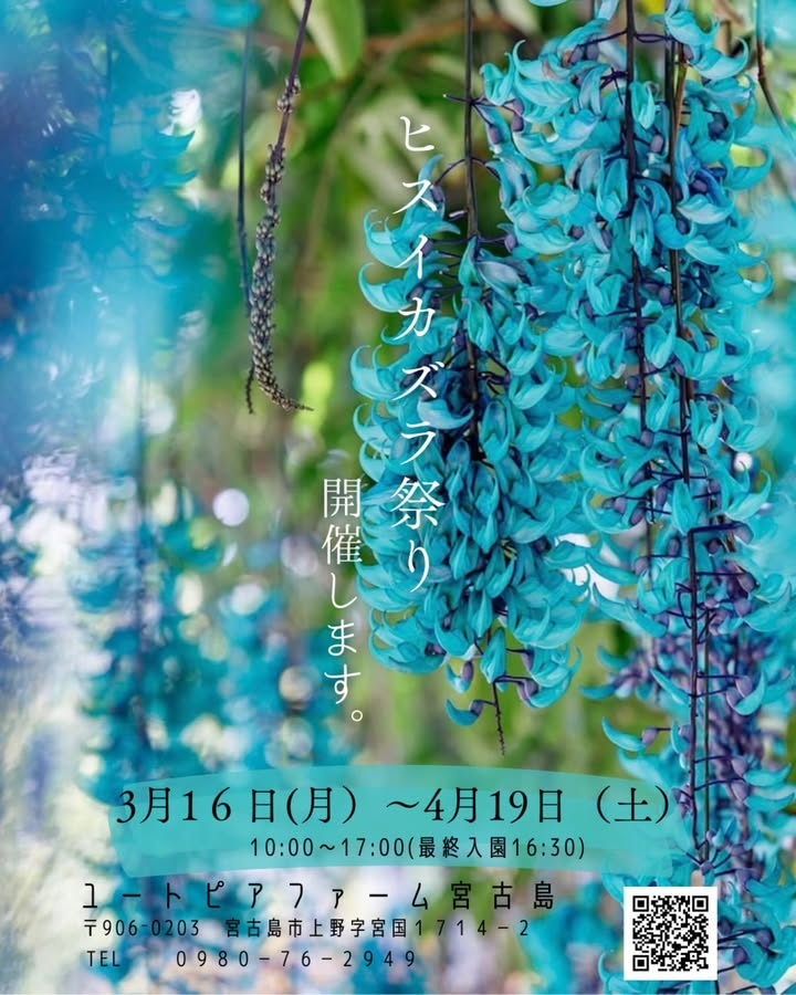 ユートピアファーム宮古島がヒスイカズラ祭り2026を開催、宝石色の花景観が宮古島の春を彩る