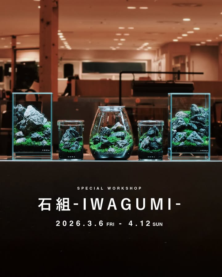 GREEN AGE阪急うめだ本店が特別WS石組IWAGUMI2026を開催、龍王石を使う構成体験が来場者の学びに