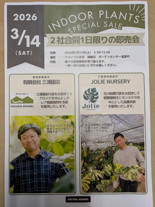 ジョイフル本田瑞穂店でINDOORPLANTSSPECIALSALE2026開催、アロイドとモンステラの観葉植物即売会