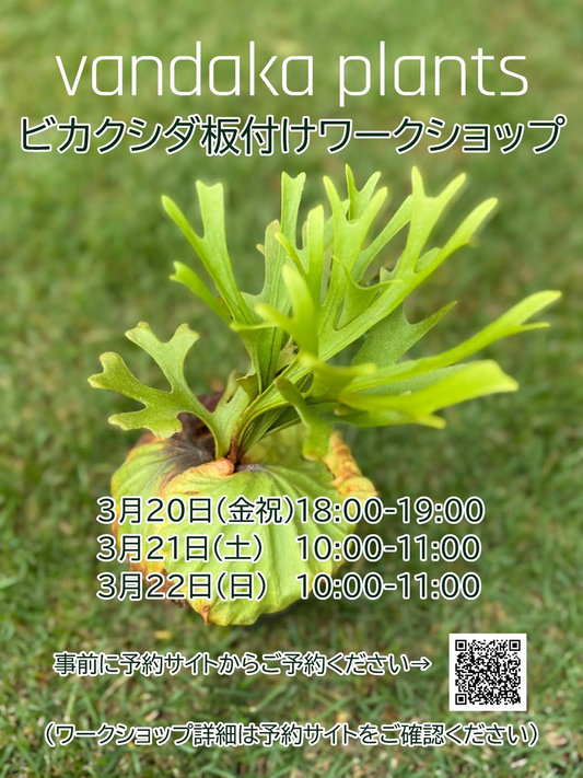 ビカクシダ板付ワークショップin東京2026が開催決定、vandakaplantsが東京で3日間の実技体験を実施