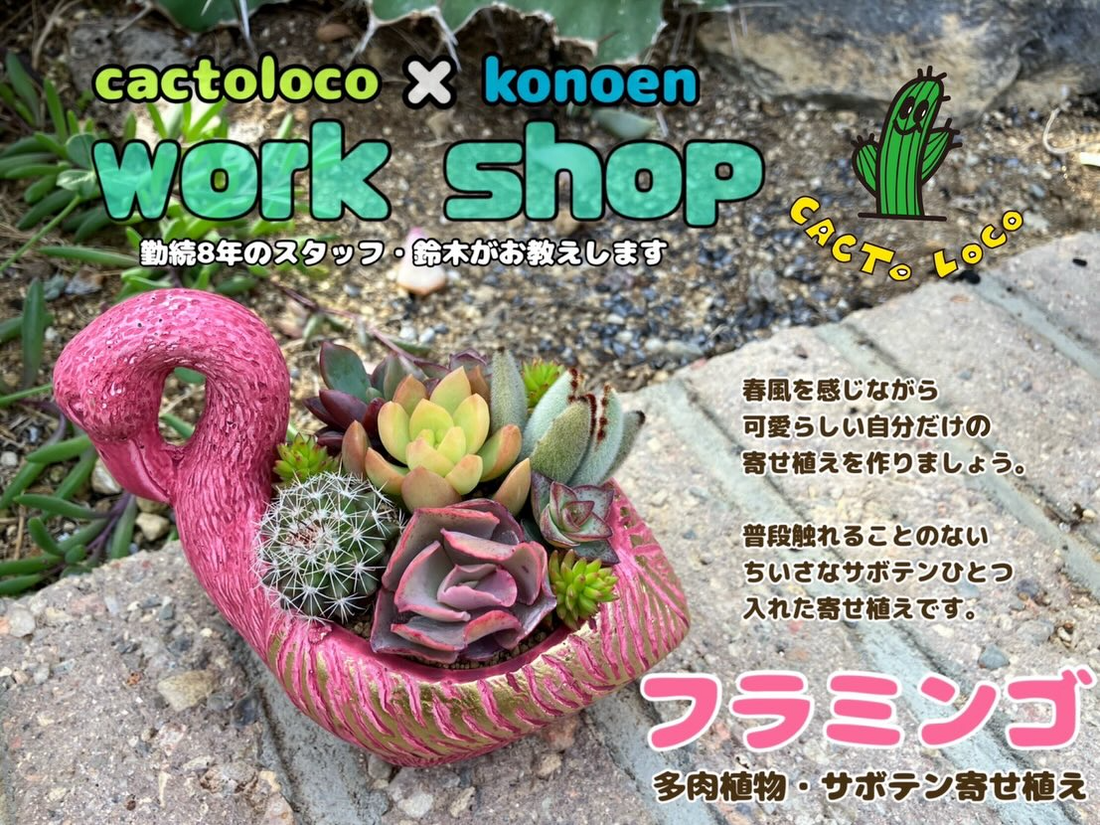 興農園がcactoloco多肉植物サボテン寄せ植えワークショップ2026を開催、フラミンゴ鉢寄せ植え体験