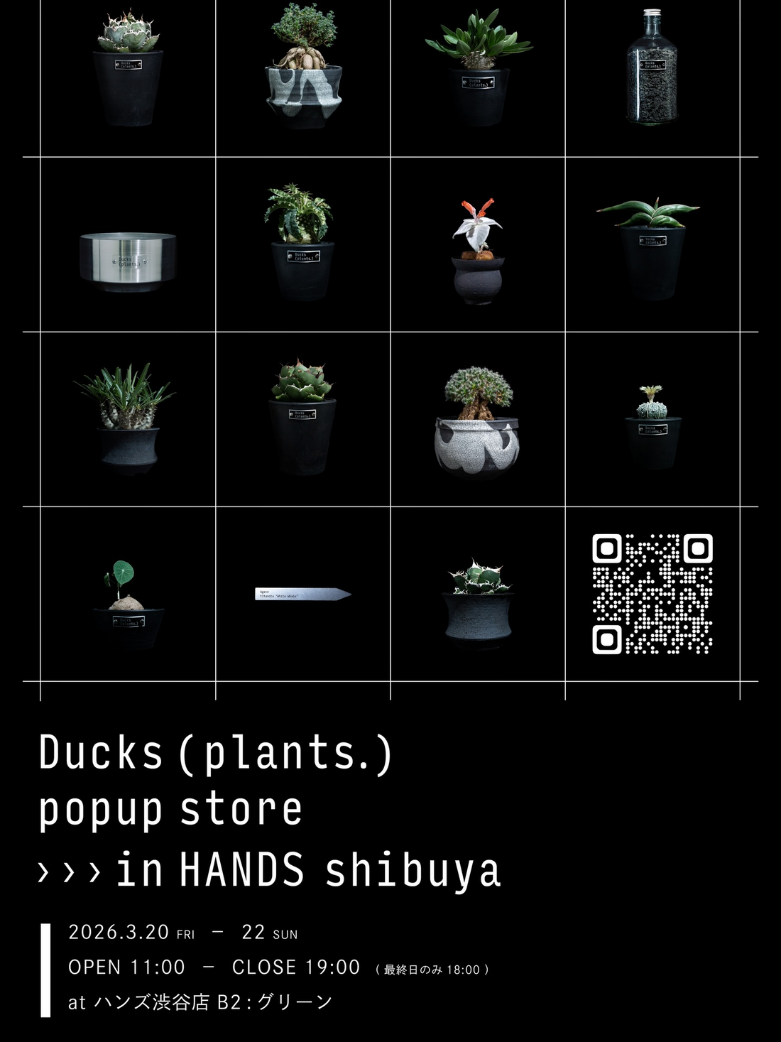 Ducks(plants.)がPOPUPSTOREを開催、ハンズ渋谷店でアガベや塊根植物