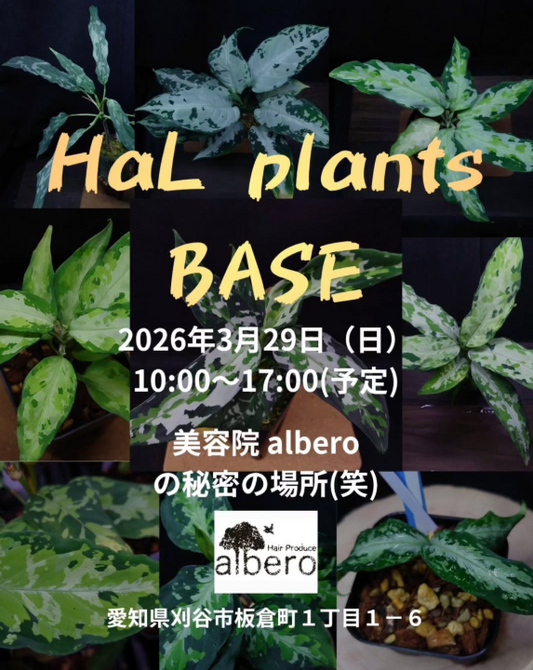 HaLplantsBASE2026が刈谷で開催、Aglaonemapictumと観葉植物販売イベントを実施
