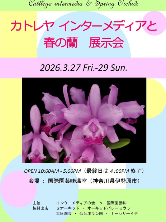 カトレヤインターメディアと春の蘭展示会2026が開催、洋ラン展示と販売機会が神奈川伊勢原で実施