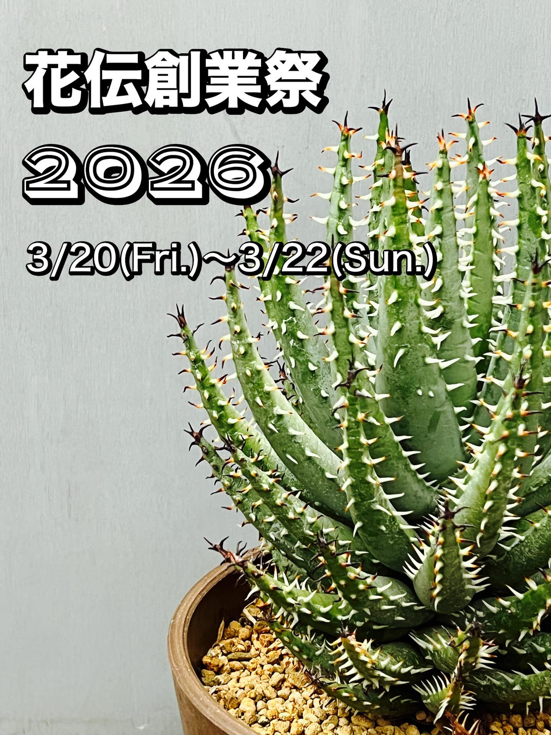 花伝創業祭2026が割引セールを開催、多肉植物と観葉植物の特価販売が