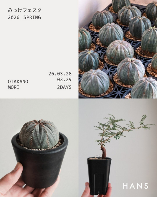 みっけフェスタ2026が植物販売イベントを開催、流山おおたかの森でユーフォルビア・オベサと塊根植物が集結