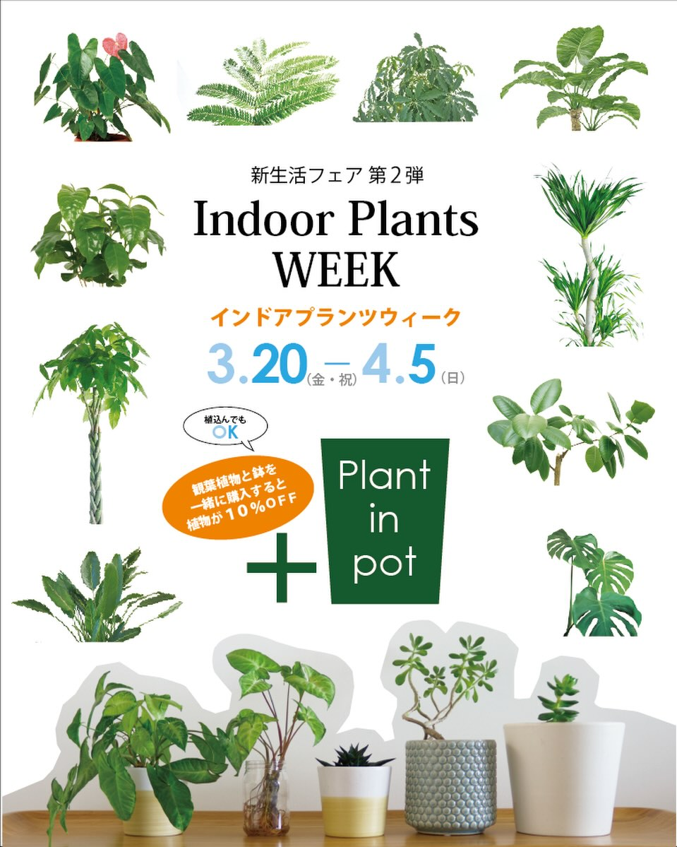 Indoor Plants WEEK 2026が開催決定、プロトリーフゆめが丘ソラトス店でインドアプランツと鉢の提案を展開