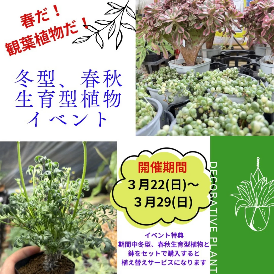 EastGardenDECOが春だ観葉植物だ2026を開催、冬型春秋生育型植物の販売と植え替えサービスを実施