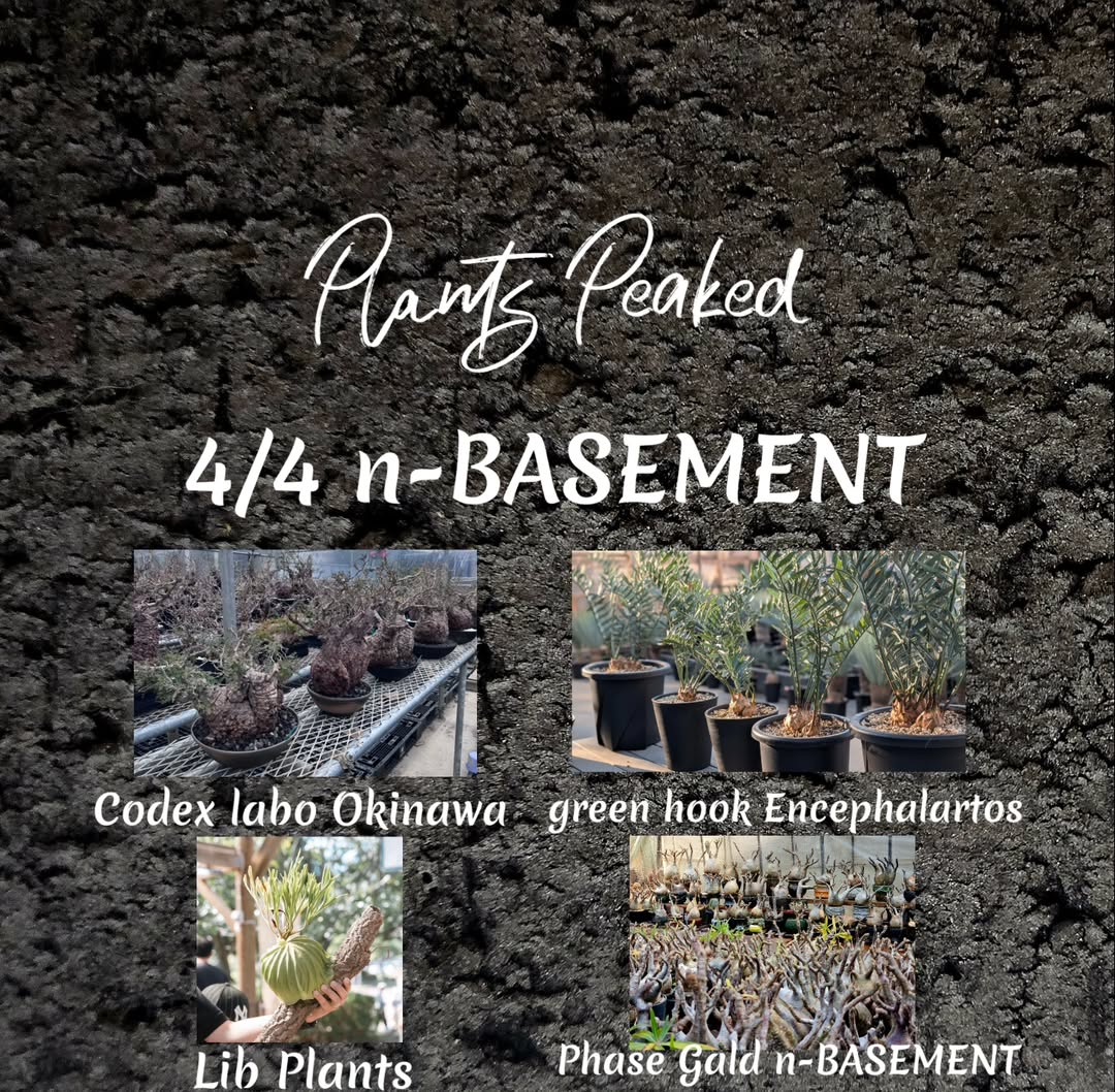 Plants Peaked2026がn-BASEMENTで開催、パキプスやエンセとグラキリスの希少植物販売会を実施