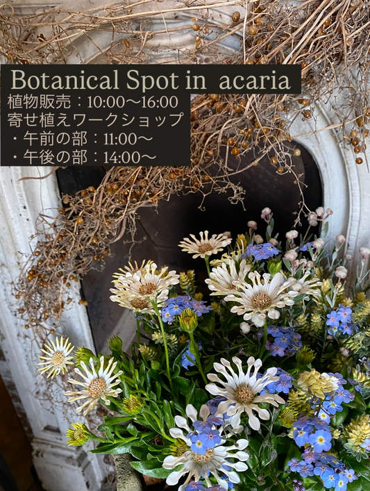 acariaがBotanical Spot in acaria2026を開催、植物販売と寄せ植えワークショップを久留米で実施