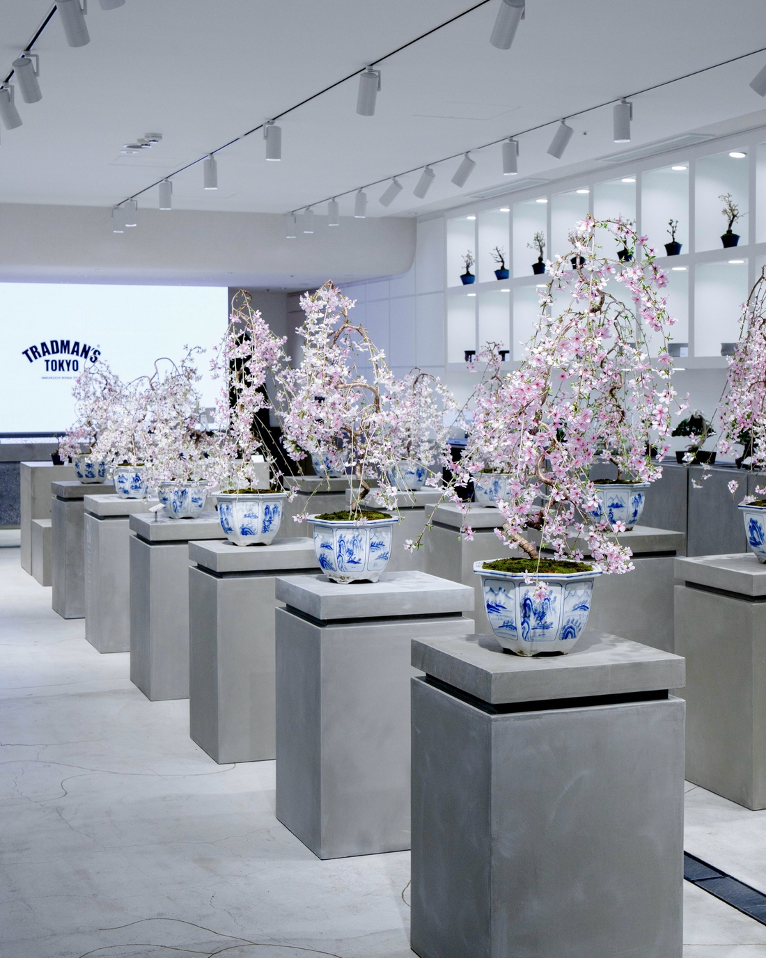 TRADMAN'S TOKYOが桜盆栽販売2026を開催、丸の内で春の桜盆栽と限定