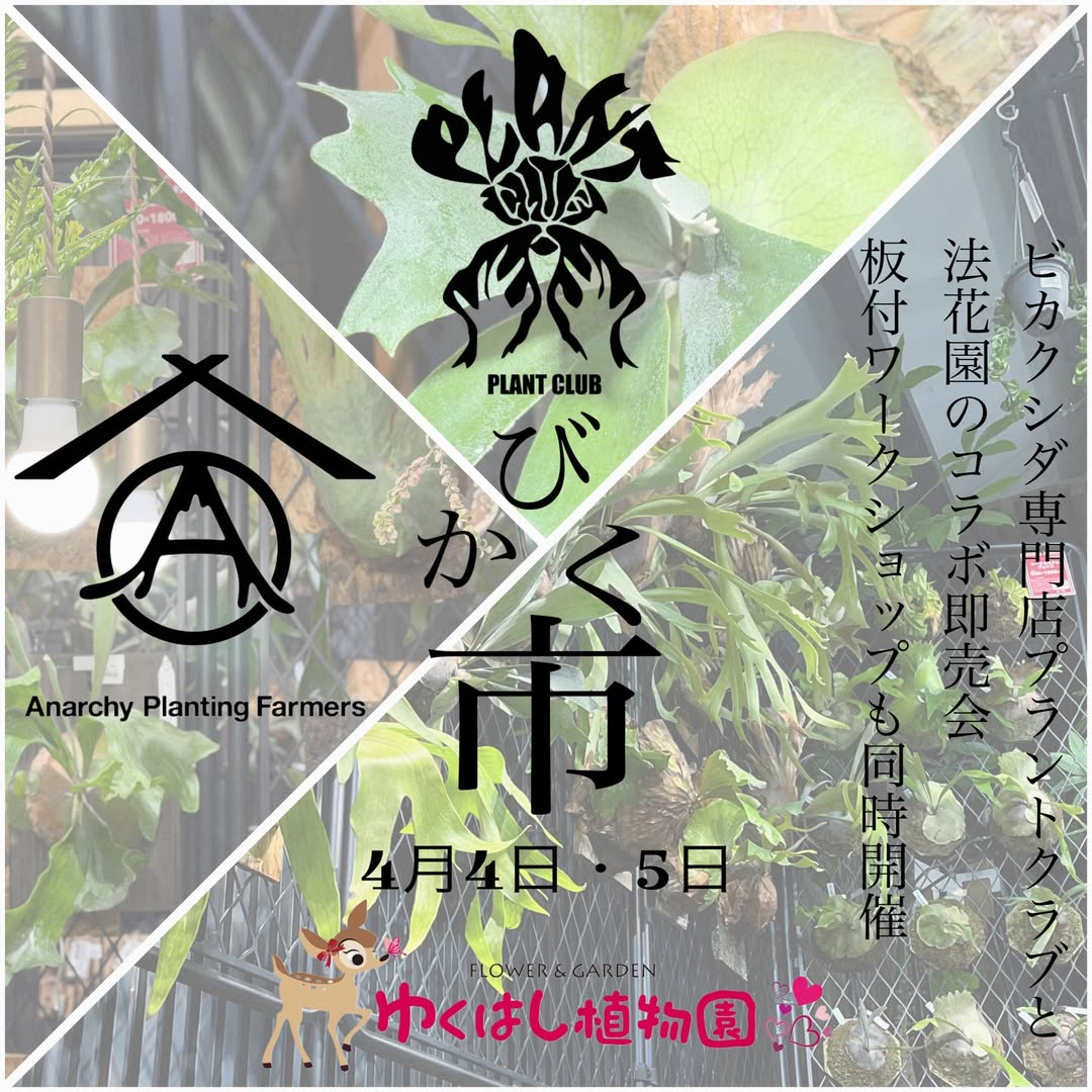 びかく市2026がゆくはし植物園で開催、PLANTCLUBの即売会と板付workshopでビカクシダを体験販売
