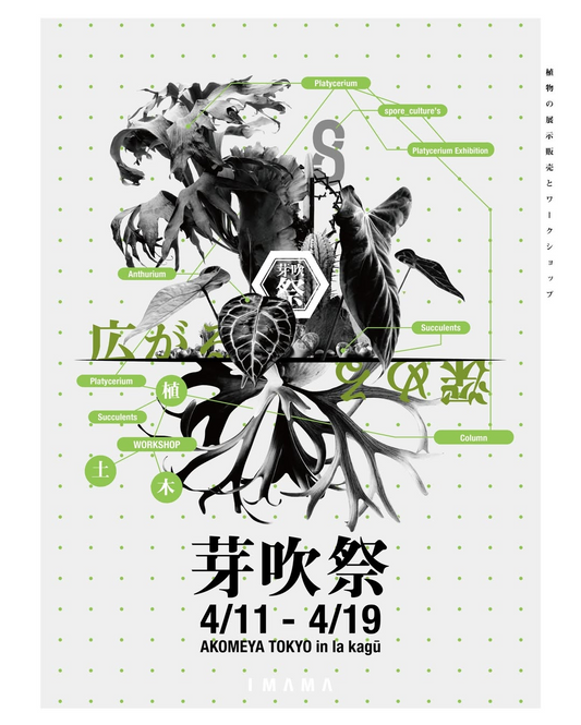 芽吹祭2026がAKOMEYA TOKYOで開催、ビカクシダや多肉植物展示とワークショップが来場者体験に寄与