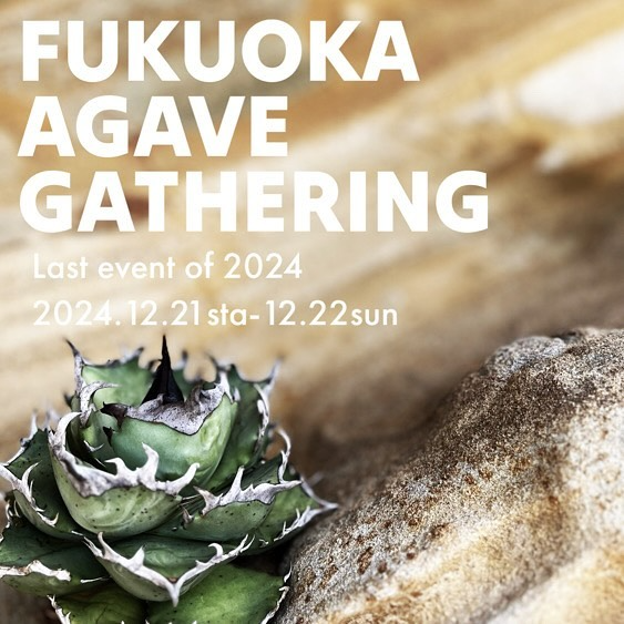 FUKUOKA AGAVE GATHERINが2024年冬季イベントを開催、4店舗が厳選アガベを展示販売 - リーフラ編集部