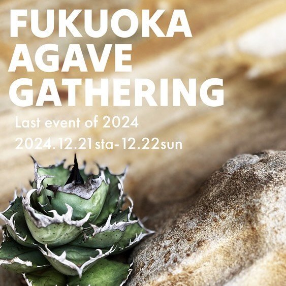 FUKUOKA AGAVE GATHERINが2024年冬季イベントを開催、4店舗が厳選 FUKUOKA AGAVE GATHERINが2024年冬季イベントを開催、4店舗が厳選