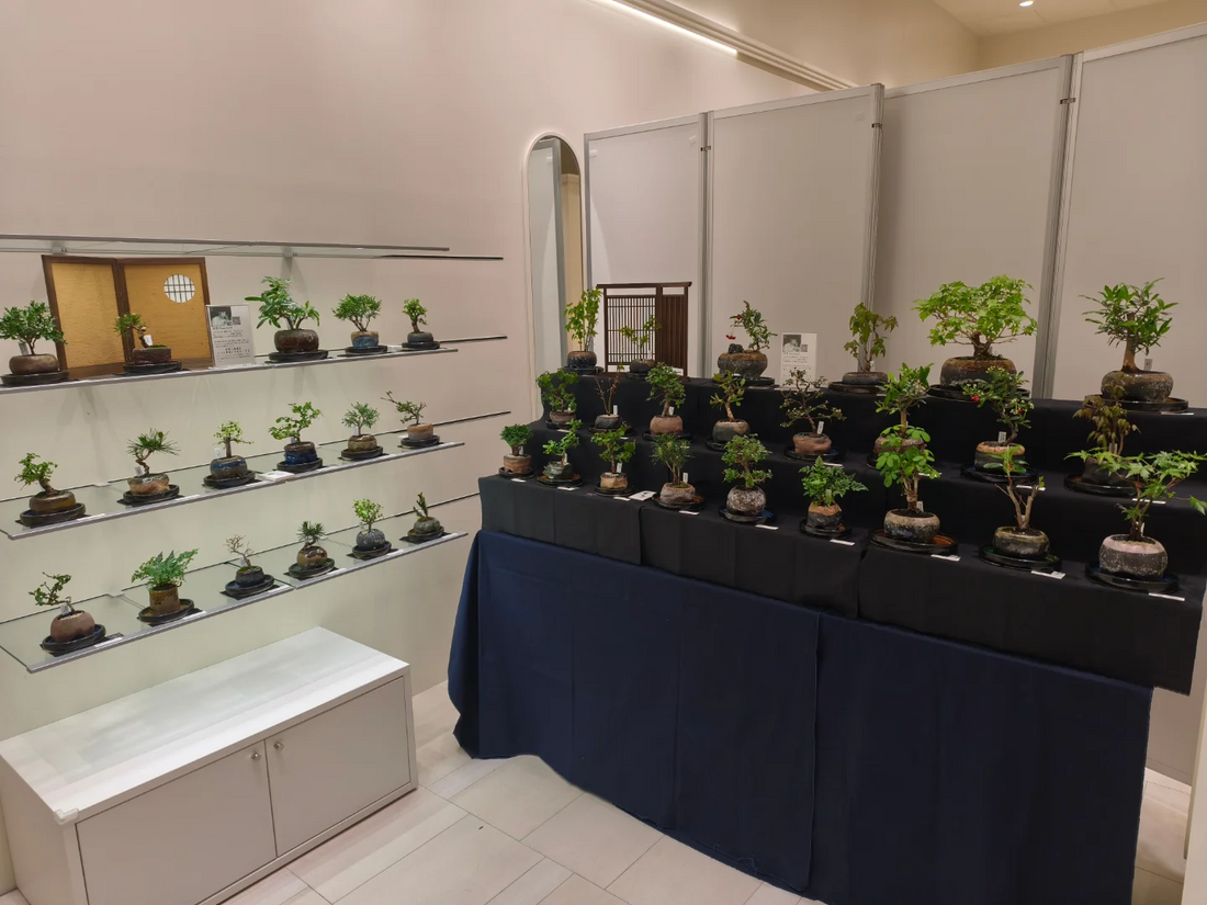 apicoplanningspace2026が静岡PARCOで開催、苔テラリウムと盆栽展示販売が来場者体験を拡張