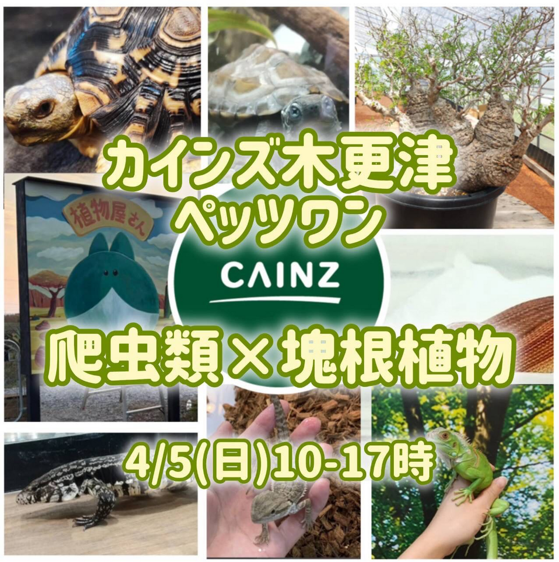 エキゾチックアニマル塊根植物販売フェア2026が木更津で開催、爬虫類と塊根植物の販売イベントが注目を集める