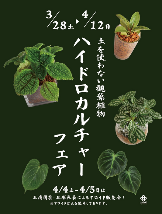 オザキフラワーパークがハイドロカルチャーフェア2026を開催、土を使わない観葉植物イベントに注目集まる