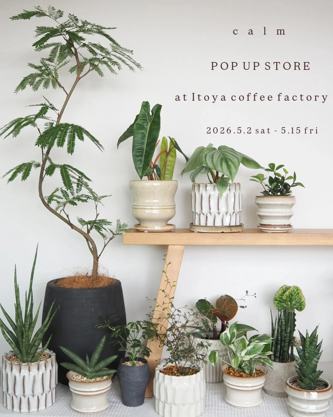 calm POP UP STORE2026がItoyacoffee factoryで開催、観葉植物と作家鉢の展示販売が注目を集める