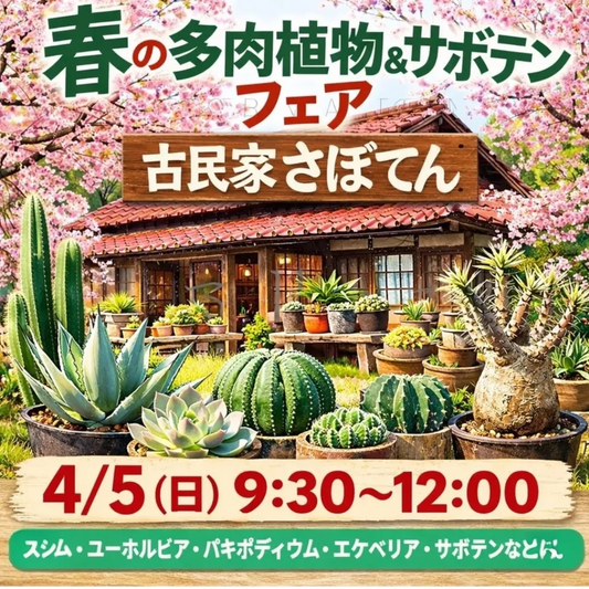 ヨネヤマプランテイション本店が春の多肉植物サボテンフェア2026を開催、横浜で多肉植物販売イベント実施