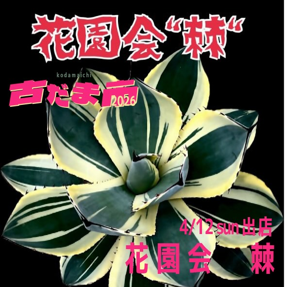 花園会棘が古だま市2026に出店、アガベ中心のビザールプランツ販売が児玉に集まる