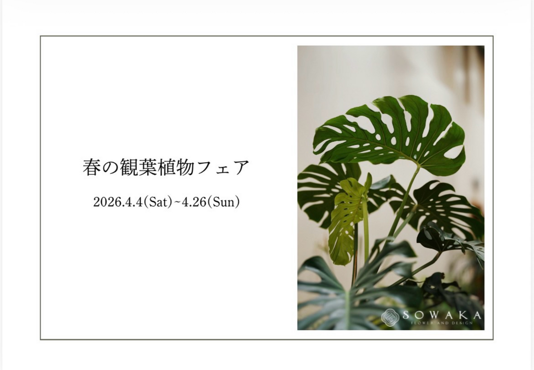 SOWAKAZAZACITYが春の観葉植物フェア2026を開催、浜松で購入特典付きの