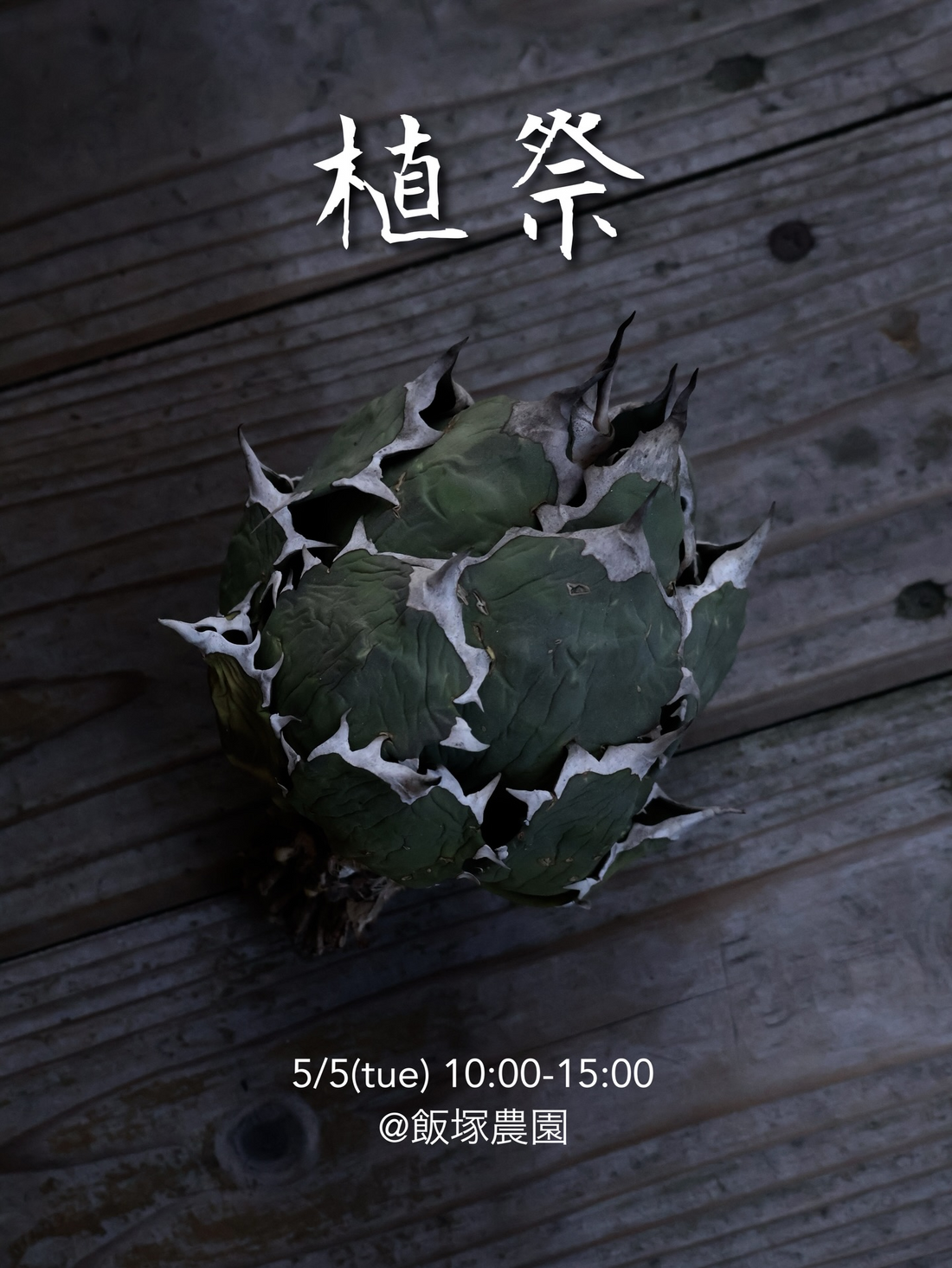 飯塚農園が植祭 vo.92026を開催、アガベとエケベリアの多肉植物イベントが出雲で注目に