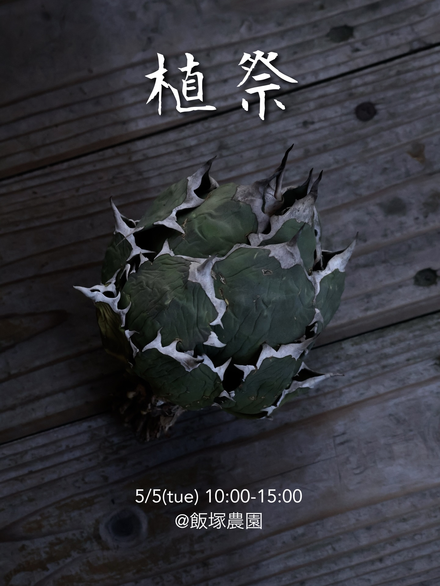 飯塚農園が植祭 vo.92026を開催、アガベとエケベリアの多肉植物
