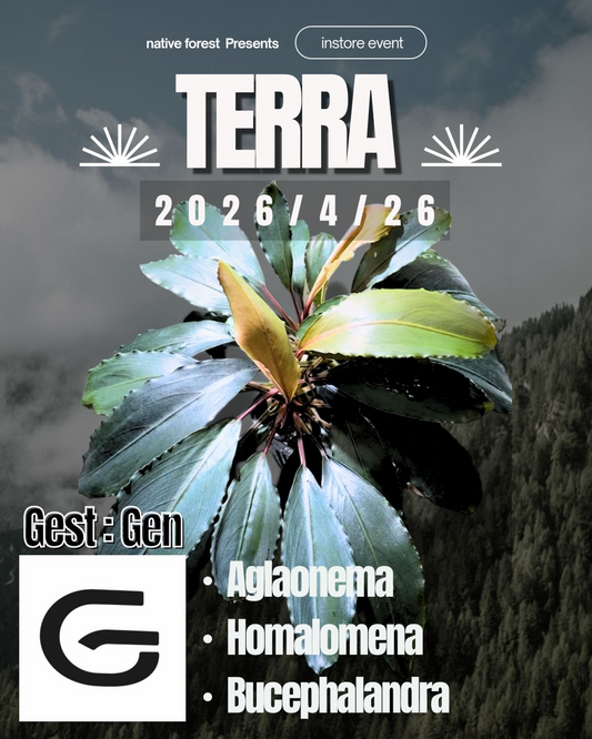 native forestがTERRA2026を開催、Genさんの原種サトイモ植物販売会が札幌で注目に