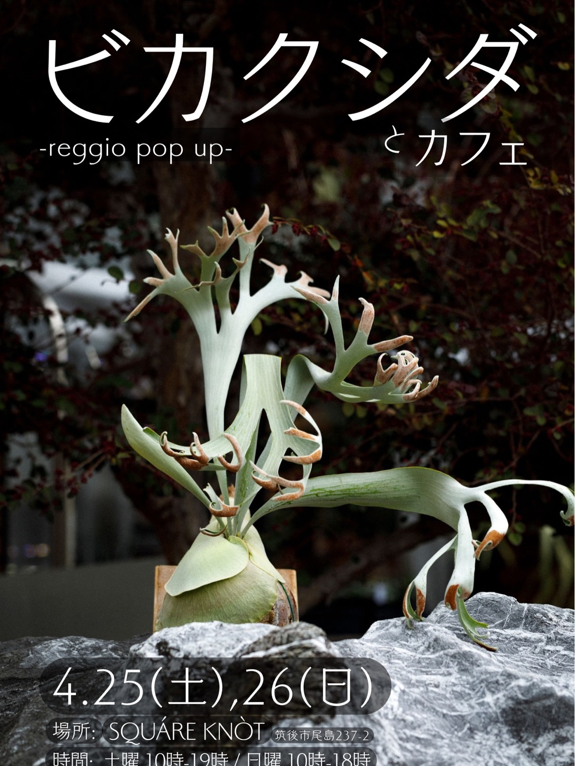 REGGIOが福岡ポップアップショップ2026を開催、ビカクシダと古着雑貨の