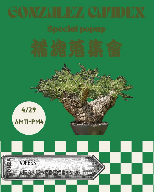 GONZALEZ CAUDEXがSpecial popup稀塊蒐集會2026を開催、世界各地の塊根植物展示販売が大阪の注目に