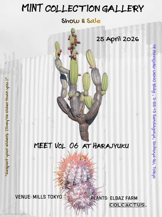 MINT COLLECTION GALLERYがMeet vol.06 in HARAJUKU 2026を開催、希少サボテンと作家鉢が原宿の注目に
