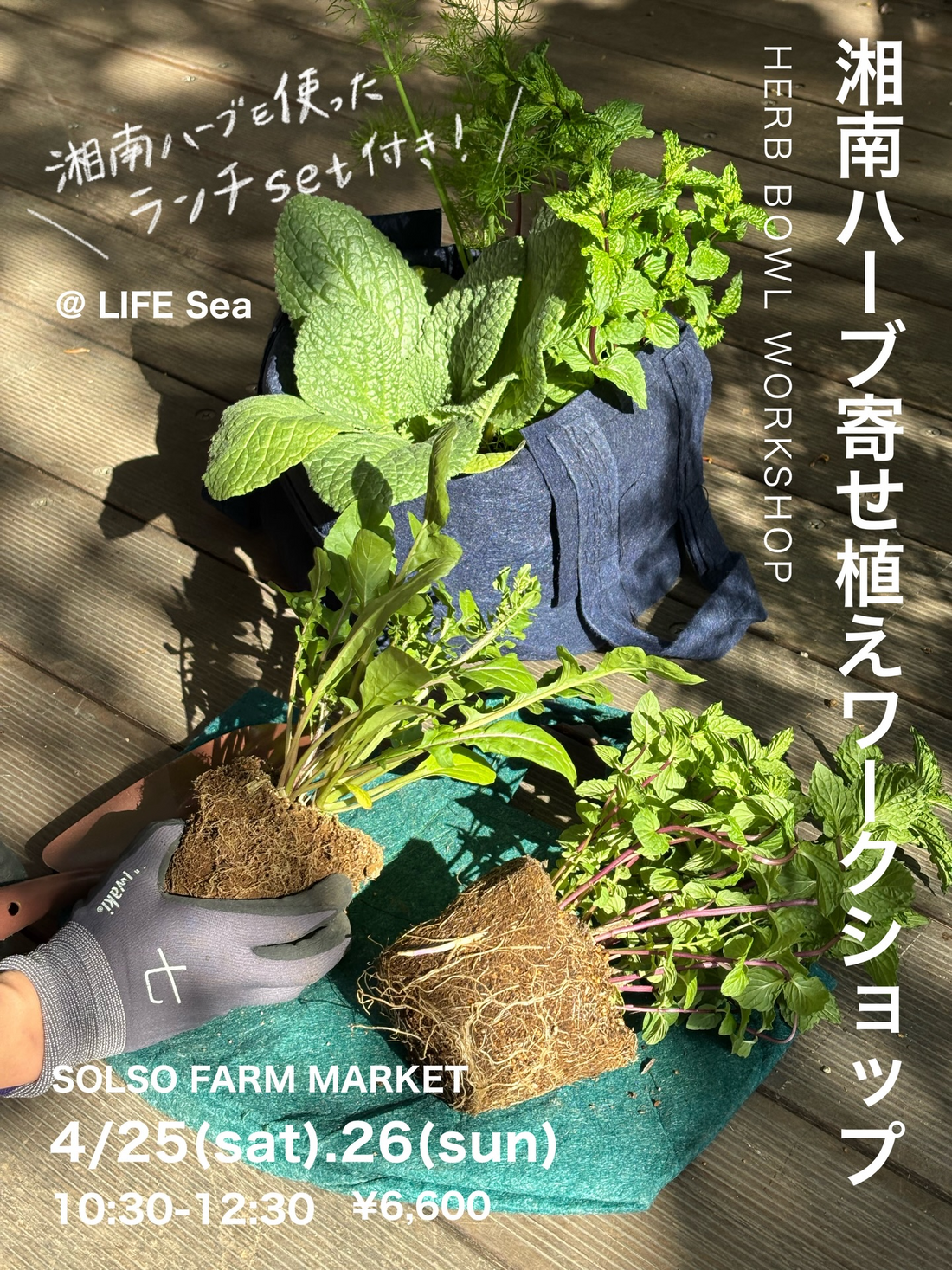 SOLSO FARM MARKETが湘南ハーブの寄せ植えワークショップ2026を開催、寄せ植えと食体験が暮らしの学びに