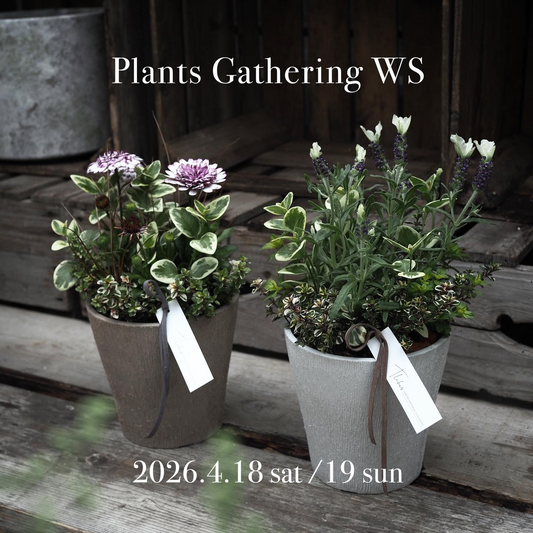 tlahusがPlants Gathering WS2026を開催、初心者向けギャザリング寄せ植え体験が春の注目に