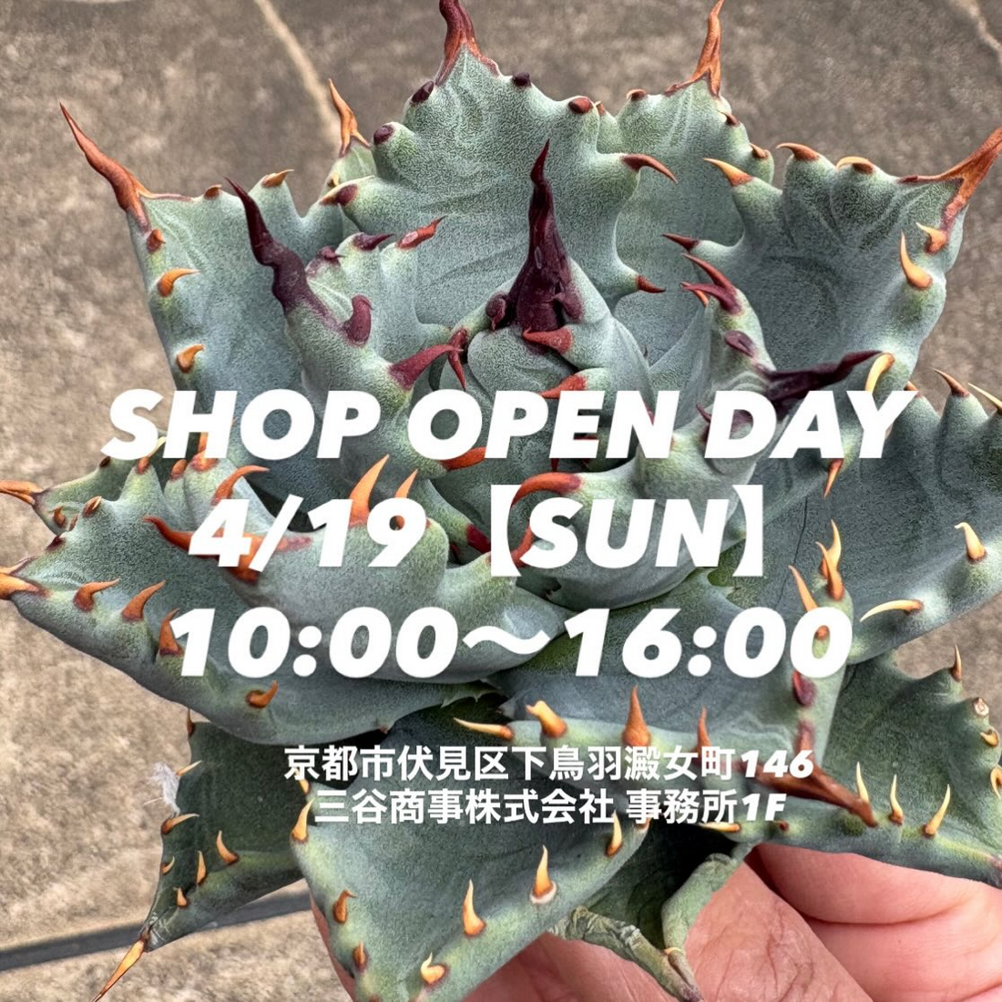 【京都市】アガベ 品種は不明 MS Kyoto Plantsが販売会OPEN DAY2026を開催、アガベ系ハイブリッドの