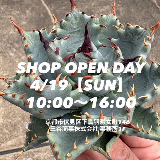 MS Kyoto Plantsが販売会OPEN DAY2026を開催、アガベ系ハイブリッドの比較販売が伏見で実現