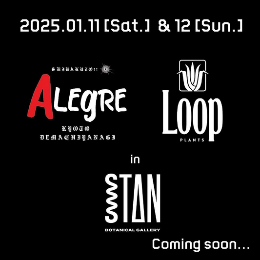 STAN BOTANICAL GALLERYが2024年アガベ即売会を開催、専門家による厳選商品の展示販売に期待