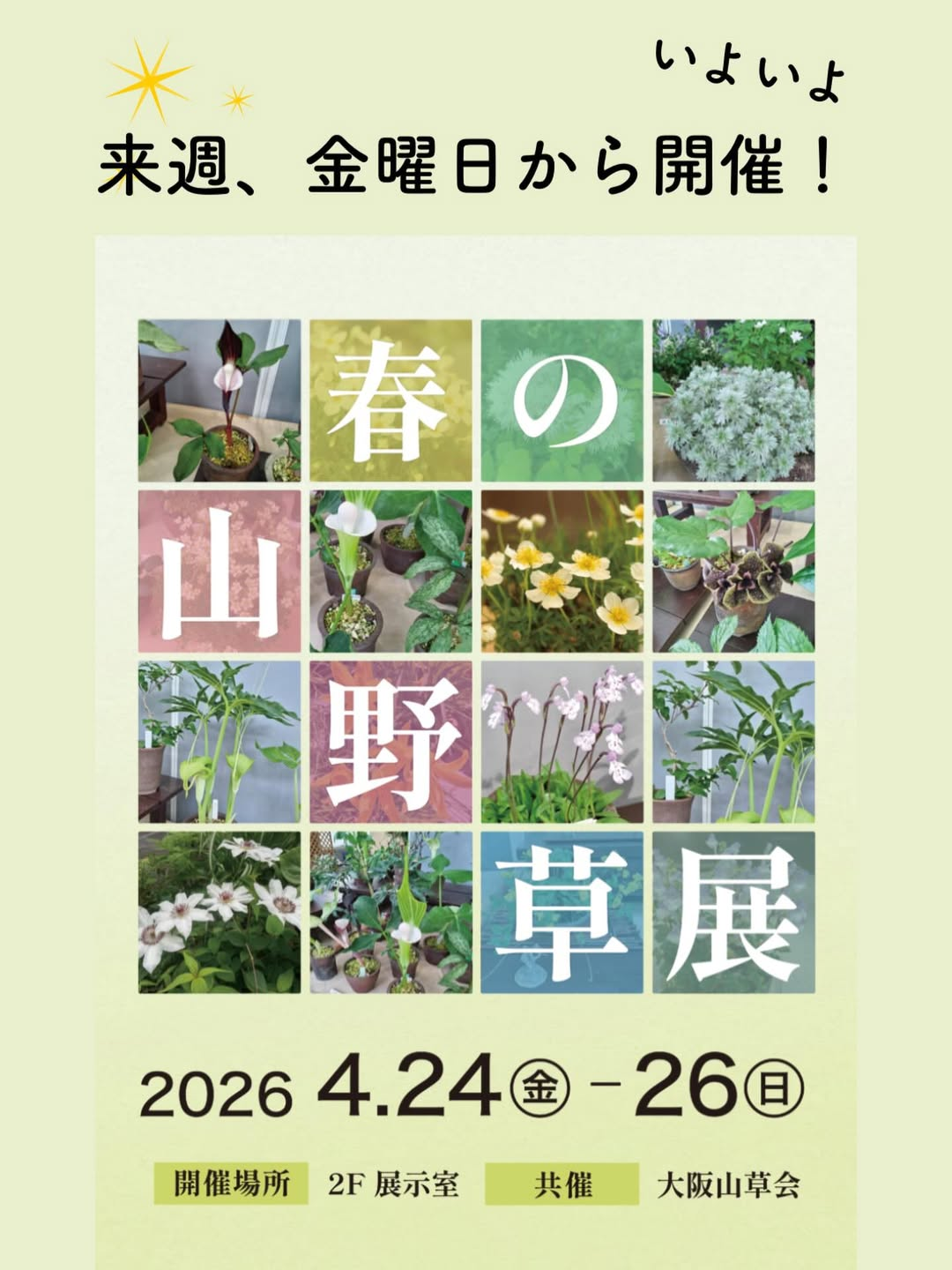 咲くやこの花館が春の山野草展2026を開催、山野草約250鉢の展示が大阪の植物愛好家の注目に