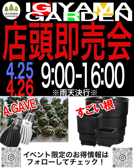 A.GAVEがIGIAMAGARDEN店頭即売会2026を開催、AGAVEと実生選抜の展示販売が岐阜に集結