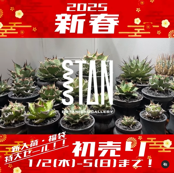 STAN BOTANICAL GALLERYが2025年初売りを開催、ビカクシダやアガベを最大50%オフで提供へ